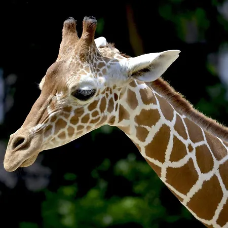 - The Niu, Belt Frankfurt By Ihg