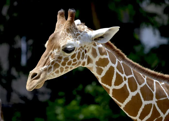 - The Niu, Belt Frankfurt By Ihg