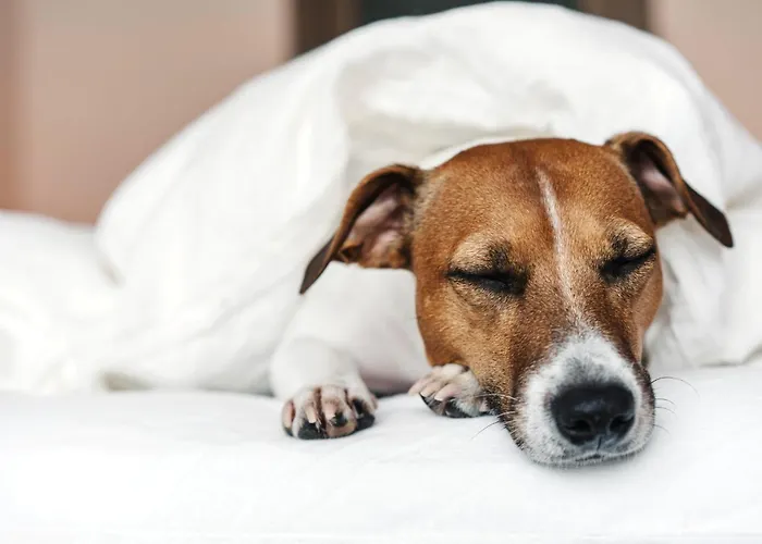 - The Niu, Belt Frankfurt By Ihg 3*